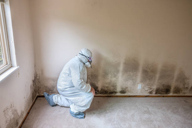 Best Post-Flood Mold Remediation in USA